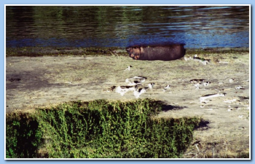 Hippo by elephant graveyard